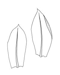Physcomitrium pusillum, comal leaves. Drawn from J.K. Bartlett 19686, CHR 405917.
 Image: R.C. Wagstaff © Landcare Research 2019 CC BY 3.0 NZ